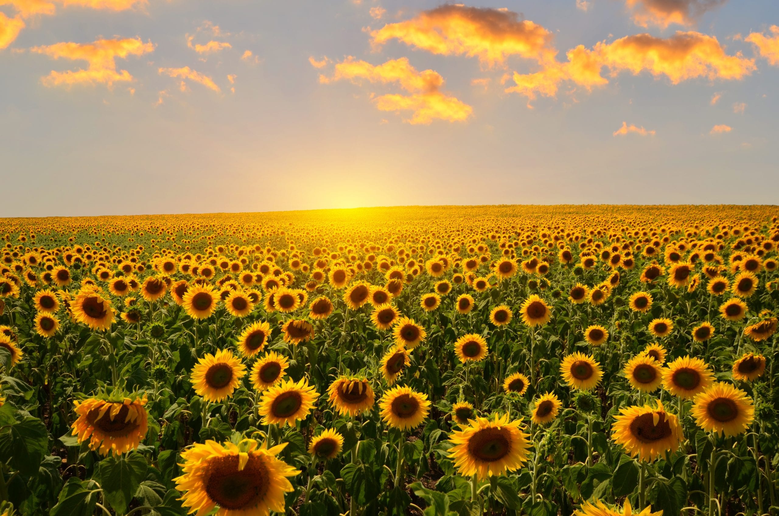 Golden plains of Slavonia